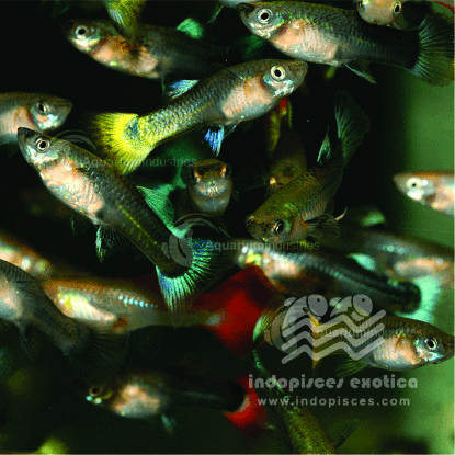 Poecilia Reticulata Female